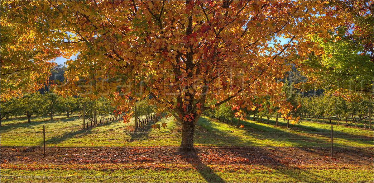 Peter Bellingham Photography Into the Light - VIC T (PBH4 00 13233)